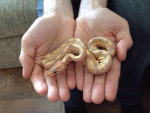 Banana Ball Python