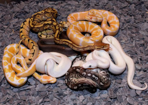 ball python babies