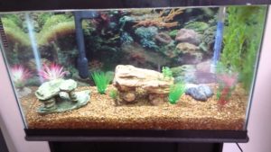 decorate freshwater tank