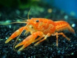 dwarf crayfish