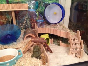 gerbil area