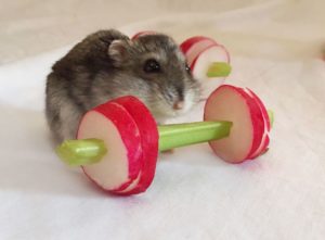 gerbil snack