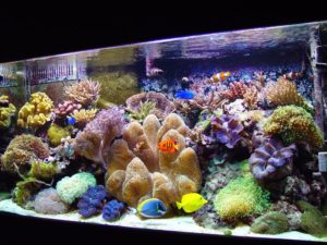 saltwater tank