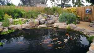 koi ponds