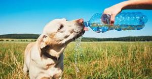 dogs drinking cold water