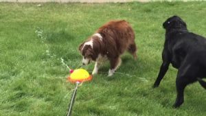 dogs keeping cool