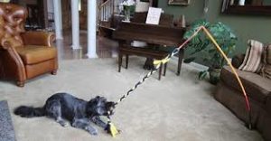 ropes for dogs
